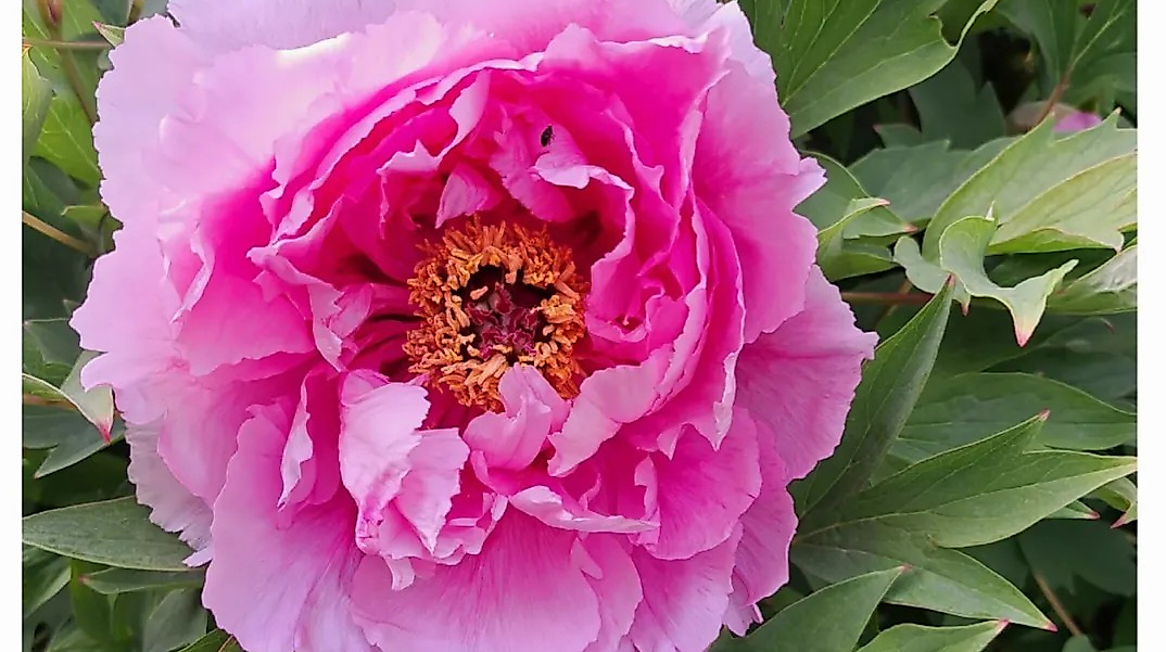 Offener Garten