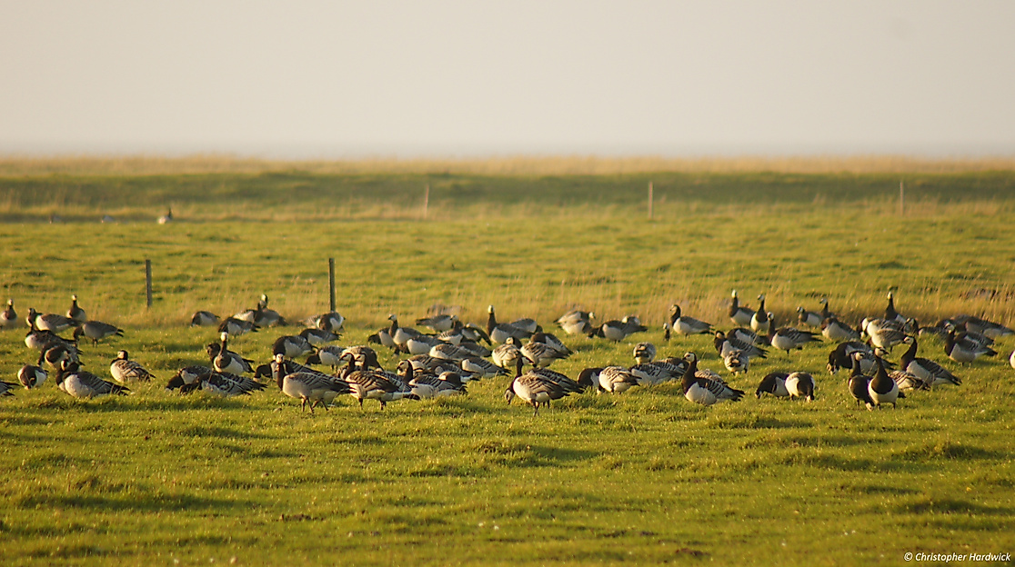 Mit dem Nationalpark-Ranger Gänse vom Fahrrad aus erleben!