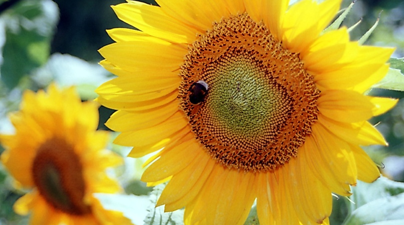 Sommerpredigtreihe; Dr. Maike Tesch