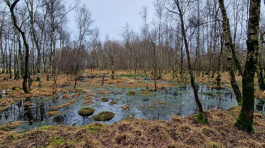 Entkusseln Luhnstedter Moor