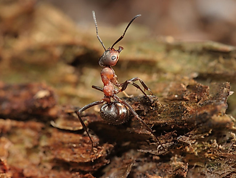 Fabelhafte Insekten - Ameisen