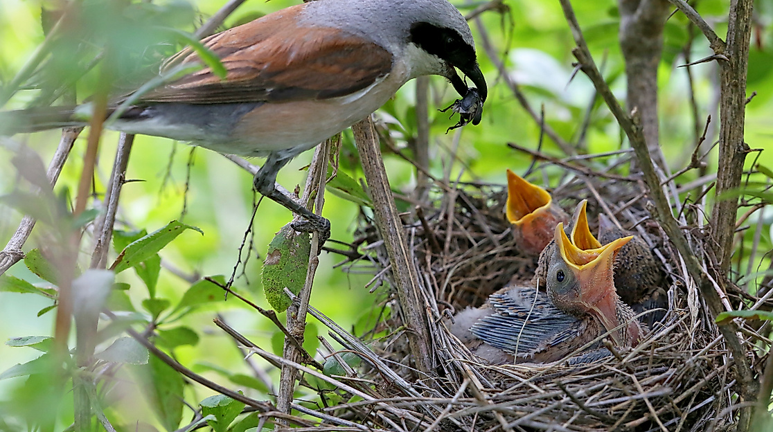 Vogelstimmen-Spaziergang - barrierearm