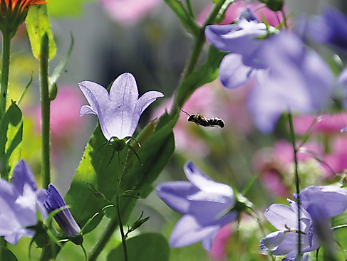 Vielfalt wächst in Hamburg und Umgebung - Vernetzungs- und Aktionstreffen für mehr Biodiversität