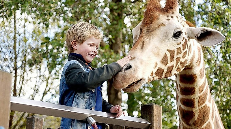 Mein Freund die Giraffe