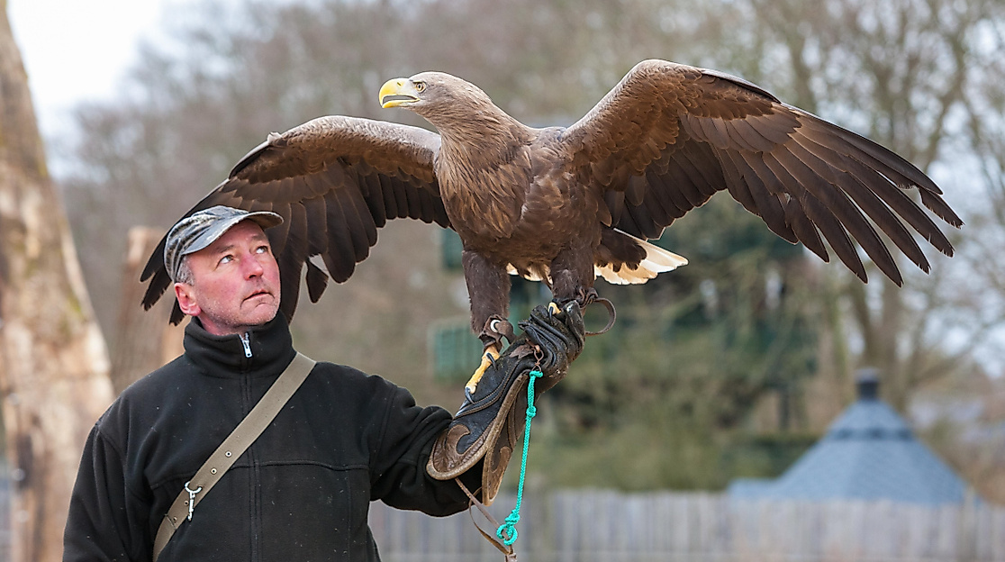 Einblicke in die Falknerei gewinnen