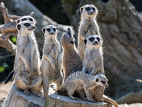 Jahreshauptversammlung