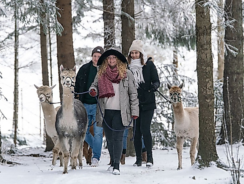 Waytalla-Alpakas-Winter-Spezial-Wanderung-Punsch