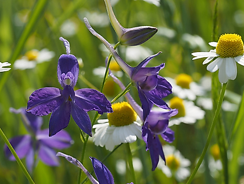 C. regalis A.Jahn 05