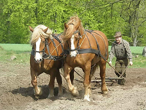 Heide-Erlebnis-Tag: Landwirtschaft