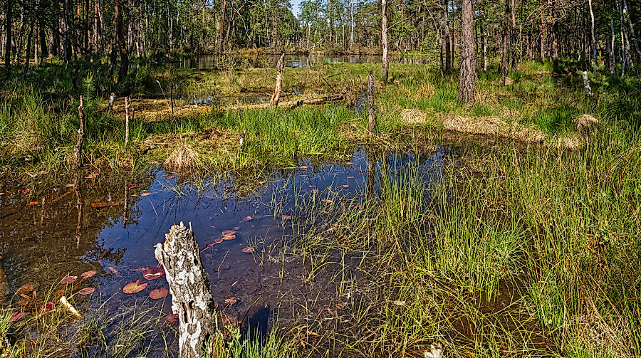 Möreler Moor
