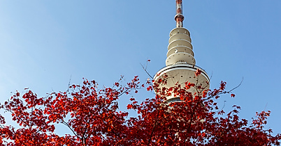 Fernsehturm Hamburg ragt hinter rotem Herbstlaub in den blauen Himmel, aufgenommen aus niedriger Perspektive