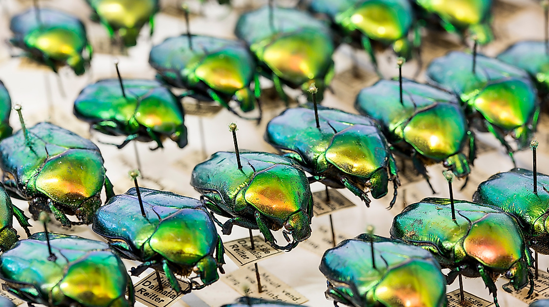 160720-Entomologie_61F4795-22-Mp-Foto-UHH,_RRZ MCC,_Mentz