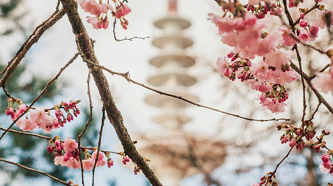 Japanese Cherryblossom Festival