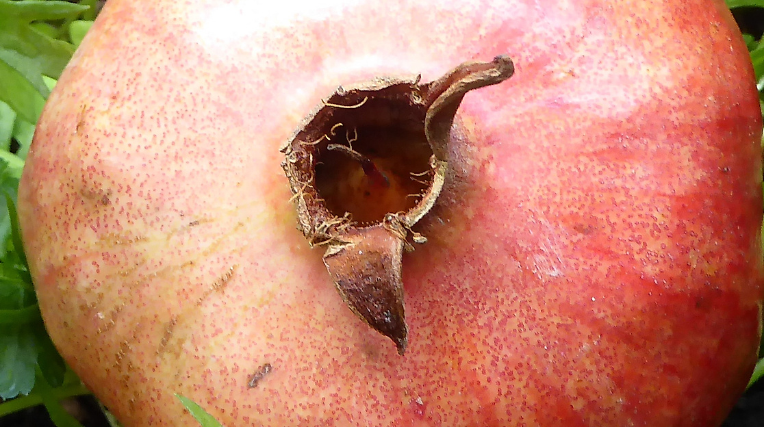 Granatapfel