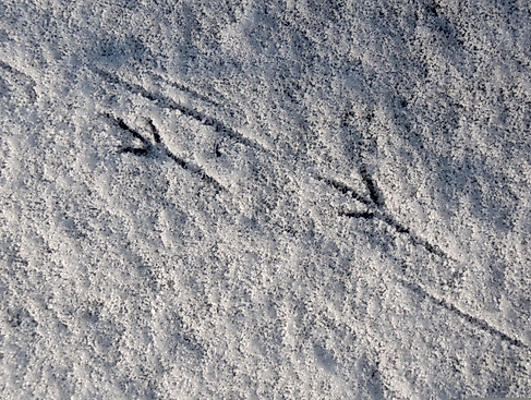 Tiere im Winter