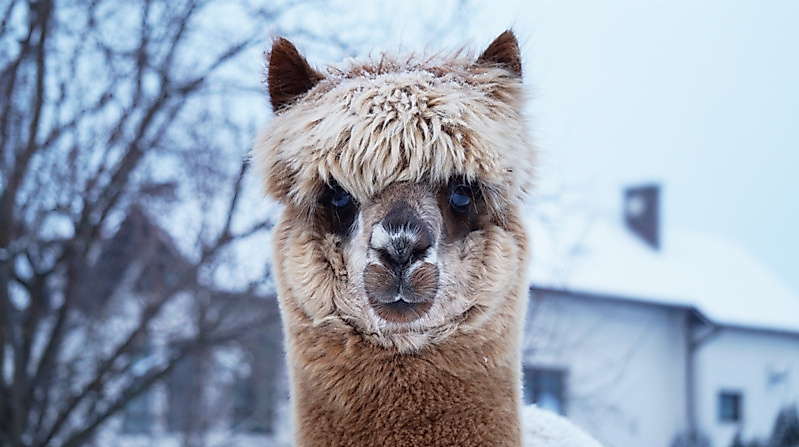 winterliche Alpaka-Wanderung