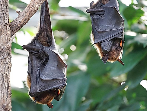 25-08-30 Fledermaus pixabay