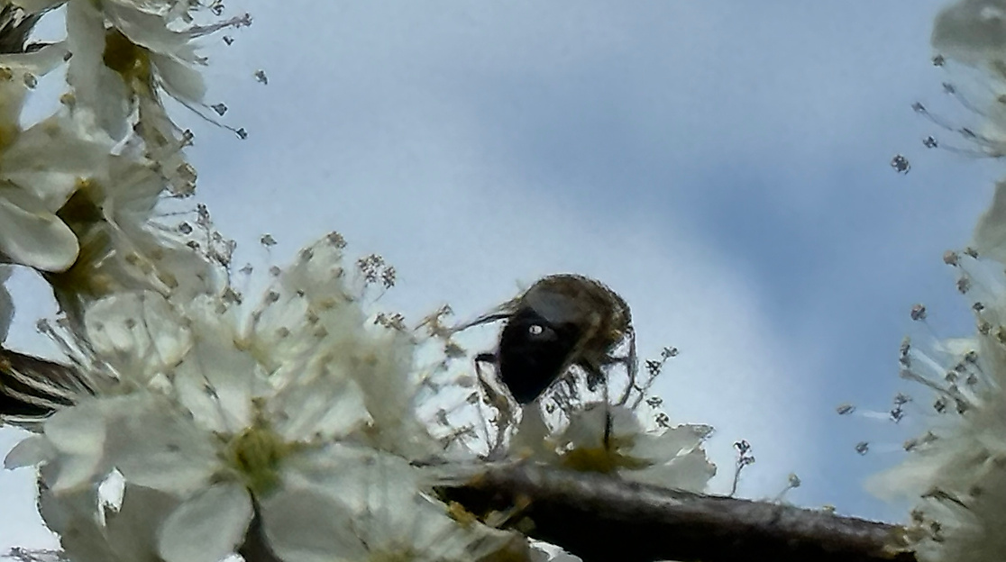 Biene auf Blüte