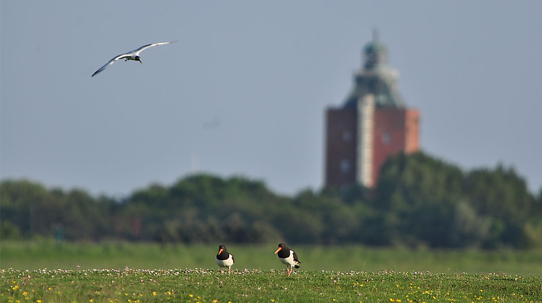 Grüne Wiese mit Wiesenvögeln auf Neuwerk, im Hintergrund der historische Leuchtturm vor blauem Himmel.