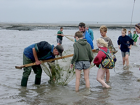 Wattführung mit Krabbenfischen
