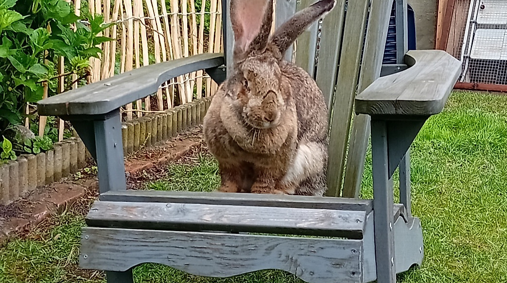 Hase in Lady Buttercups World