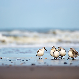 Gruppe Strandläufer am Meeresufer bei Ebbe mit sanften Wellen im Hintergrund