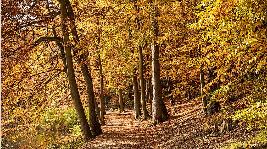 Sachsenwald-Herbstspaziergang