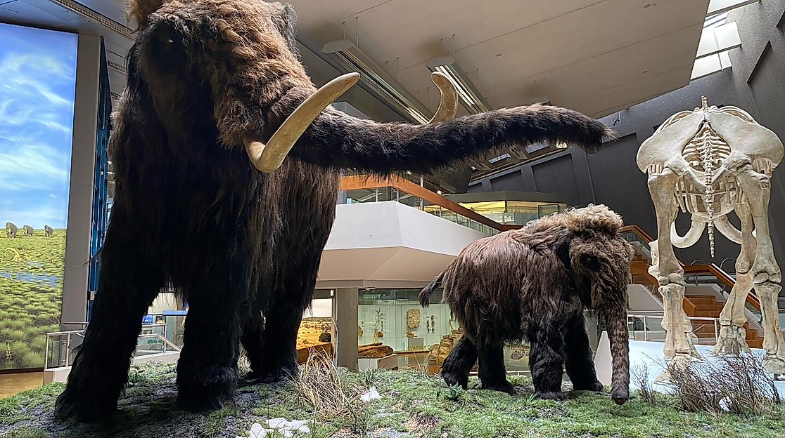 Ein Mammut Projekt