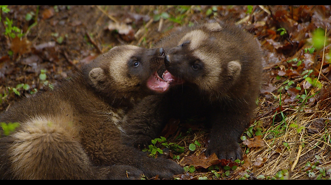 Der Geist des Nordens