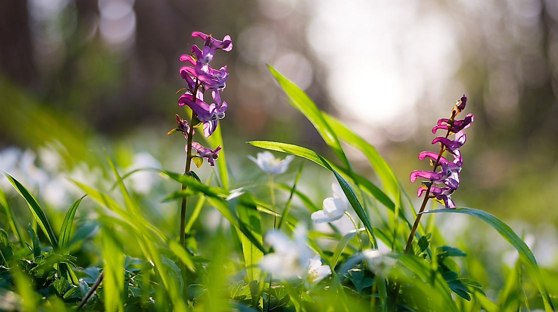 Lilane Blumen im Wald