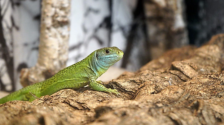 reptil