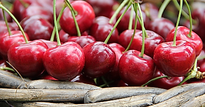 altes-land_kirschen_c-2017-tourismusverein-altes-land-ev