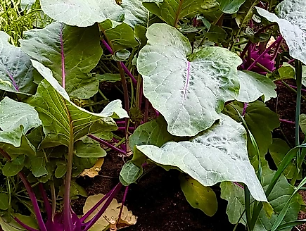 Klimafester Garten