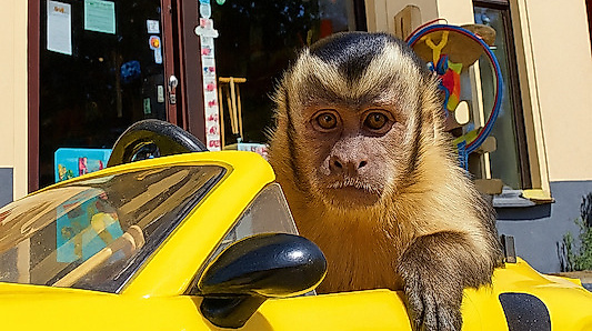 Akiko - der fliegende Affe