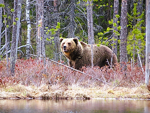 __partnerclient_tmp/event/Wilder Braunbär einige Meter von uns entfernt