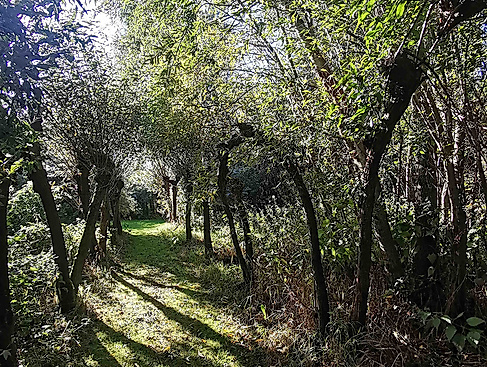 Vortrag: Das Halten von Bienen in Strohbeuten im Weidenzentrum