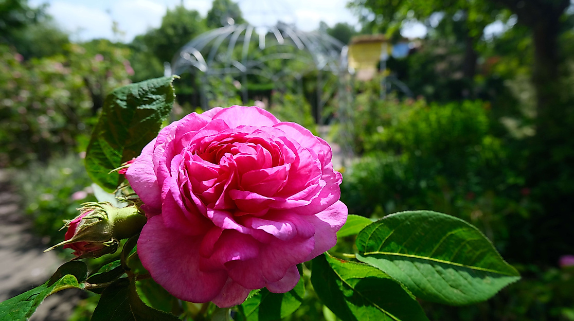 Rosenblüte im Gerda-Nissen-Garten