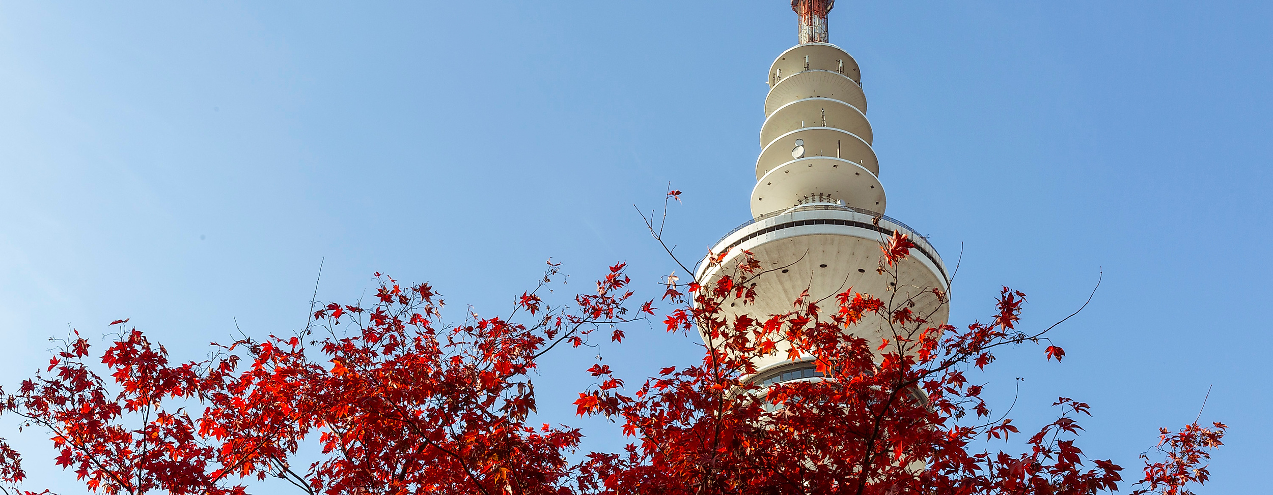 Fernsehturm Hamburg ragt hinter rotem Herbstlaub in den blauen Himmel, aufgenommen aus niedriger Perspektive