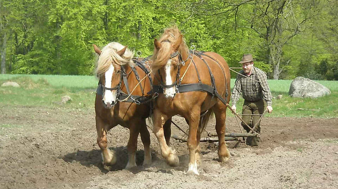 Heide-Erlebnis-Tag: Landwirtschaft