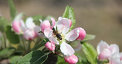 altes-land_apfelbluete_c-tourismusverein-altes-land-ev