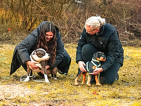 110125hundeschuletierischcleverhorns7133