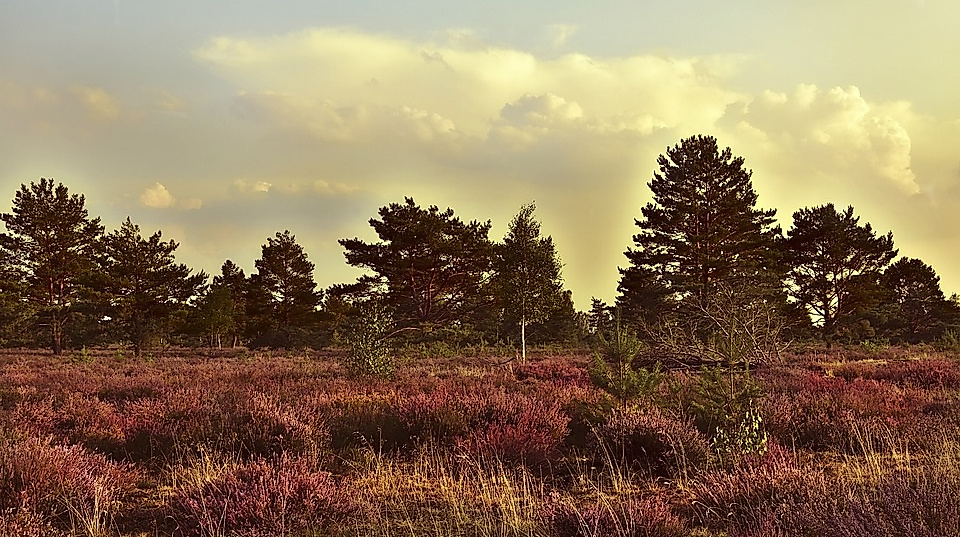 Heide
