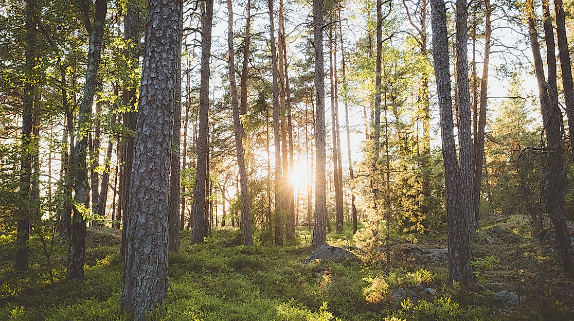 Waldpark Marienhöhe