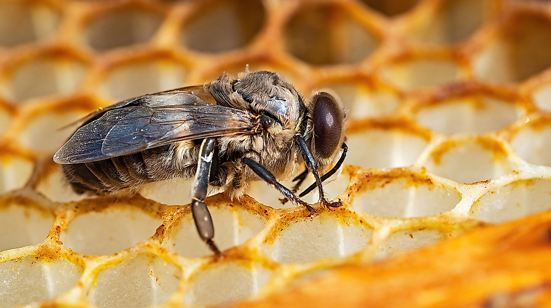 Honigbiene auf der Wabe