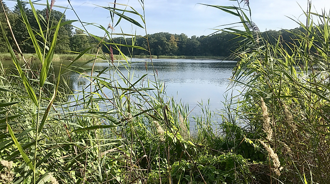 39+ Bredenbeker Teich Biene Maja, Am ufer des sees gibt es ein.