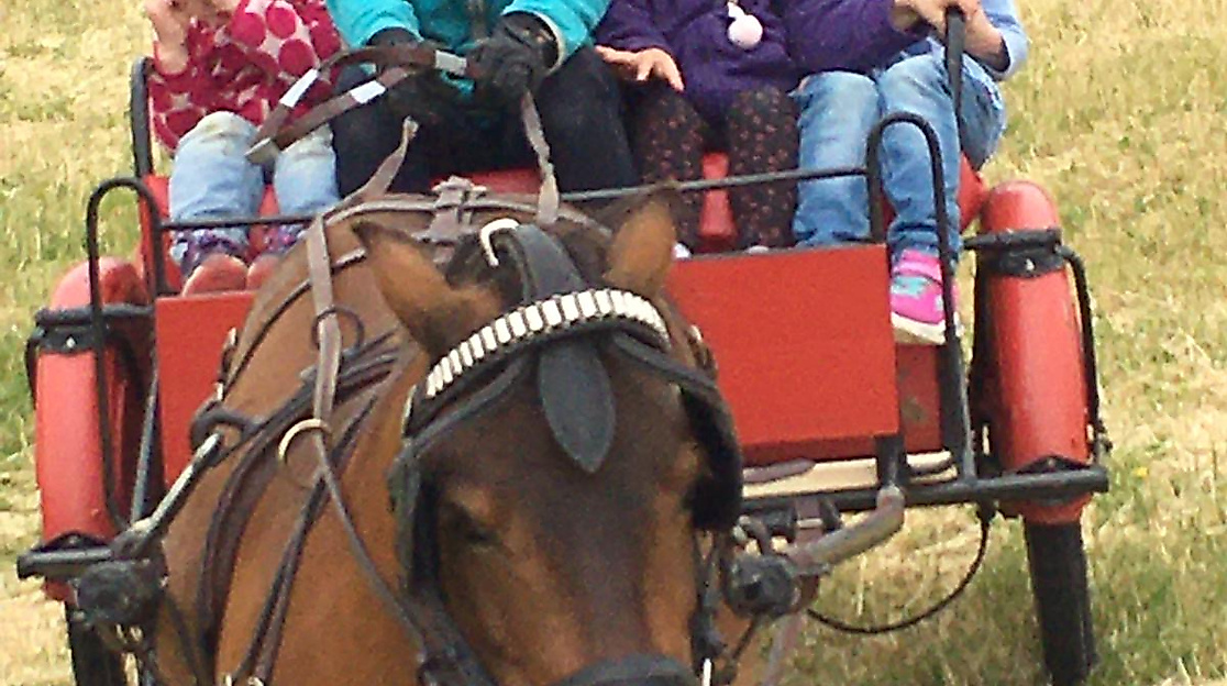 Spass beim Sulky-Fahren