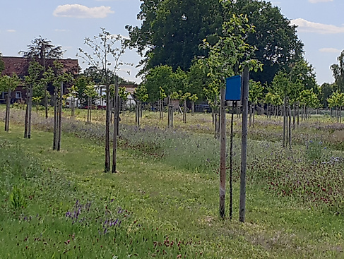 Streuobstwiese2