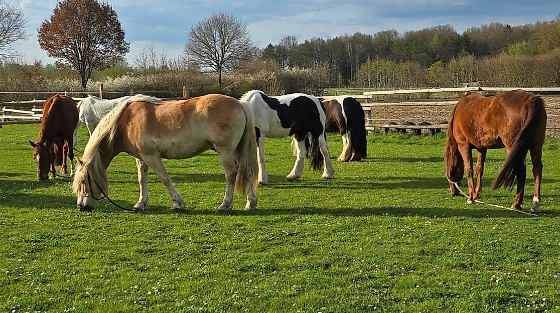 Pferde stehen auf einer Koppel.