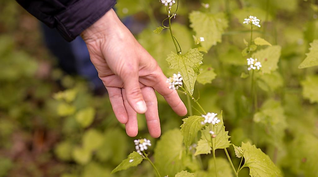 Kräuterwanderung Klingberb