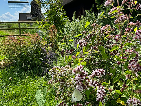 Kräutergarten im Rieck Haus